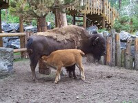 drinking buffalo-calf
