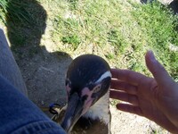 petting a penguin