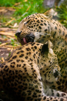 You need to wash behind the ear