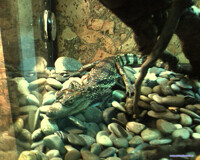 croco