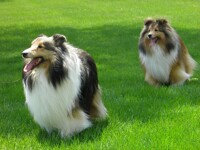 Lassie's