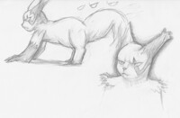 ZigZag Zangoose sketching