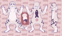 Kipp the Spotted Seal