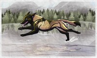 Zoomies