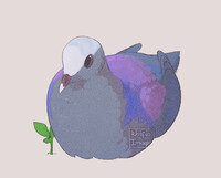 [AA] Grey-fronted Quail-dove