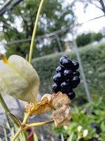 Belamcanda chinensis berries