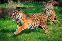 Playing tag