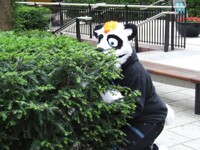 Panda rooting in the bushes