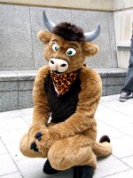 Sacred the cow... I mean bull!