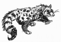 African Civet Study
