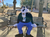 A wolf in the park...