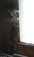 Cobwebs