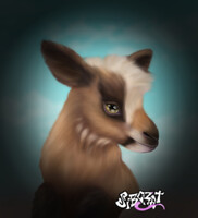 Baby goat