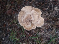 Turkeytail Mushroom