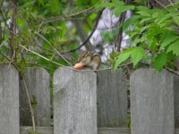 Chipmunk with carrot