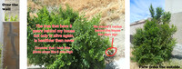 We have a tree in the center of a desertic city 8D
