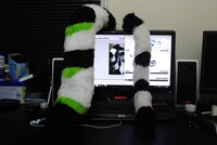 New tail!