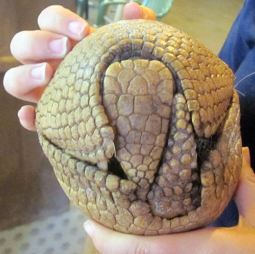 Armadillo Ball by Asere -- Fur Affinity [dot] net