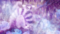 oracular lemur