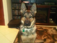Can I haz cookie now pleaz ?