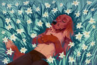 Narcissus