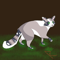 Raccoon