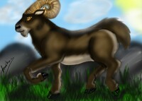 Big horned sheep