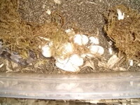 Snake eggs!
