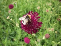 Pretty little BumbleBee~