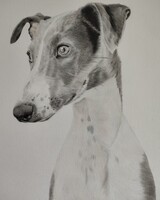 Pico, the greyhound