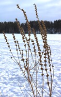 Cold hay in winter breeze
