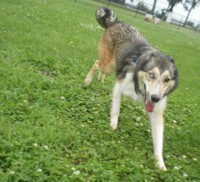Run Wahya Warrior