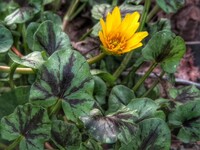 ranunculus ficaria