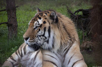 OdenseZoo trip_5