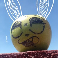 APPLE BUNNY!!!