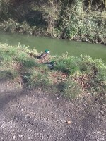 Two Mallards.