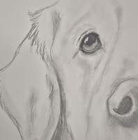 Half Golden retriever face portrait