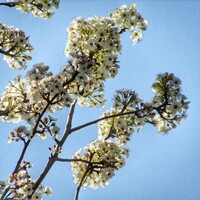 Pyrus calleryana ‘Chanticleer’