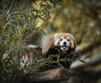 ZooParc de Beauval 2024