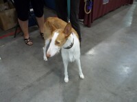 Wired Haired Ibizan Hound3