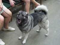 Norwegian Elkhound1