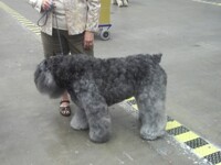 Bouvier Des Flandres 1