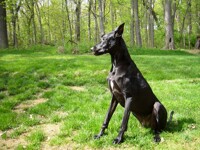 My Doggie :3