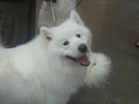 Samoyed2