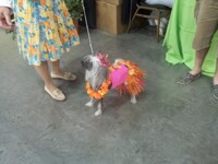Chinese Crested Hula