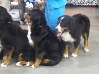 Berners