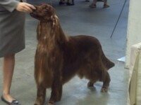 Irish Setter2