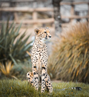 ZooParc de Beauval 2024