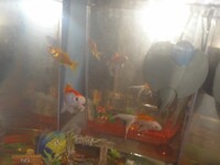 My goldfish