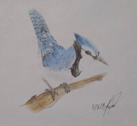 Bluejay (traditional)